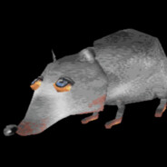 rat