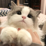 比较正常的玩家