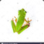 Top Frog