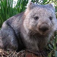 WilsonTheWombat