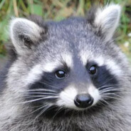 RaccoonRoll