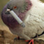 smoking dove