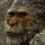 yeti