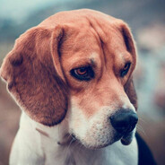 花开富贵：）贵有贵的