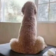 一哭二闹三上悠亚