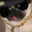 RoyalPug avatar
