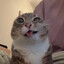 Chewbis