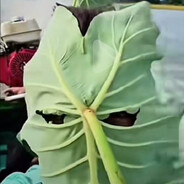 五星评论家麦克阿瑟