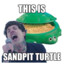 sandpit turtle