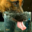 dog water