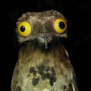 អ្នកបង្កើត