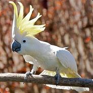 Cacatua Senpai