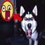 Smile Dog Kojima