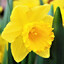 Daffodil Wine