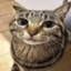 TopSuperCatDude