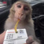 juice box monkey