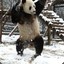 Excited Panda