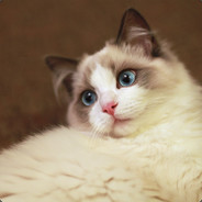 冷血无情康纳酱