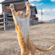 火腿我要王中王