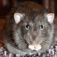 Sobolaina