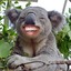 MrKoala