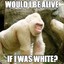 White Harambe