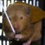 Sirhamster26