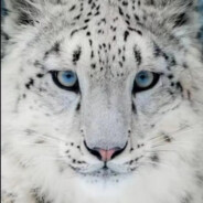 理塘第一白给手#雪豹#