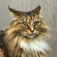 Baiterka avatar
