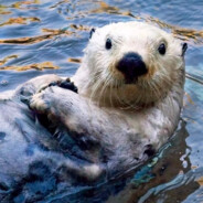 善良可爱又迷人