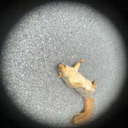 dead squirrel avatar