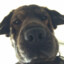 Roffe