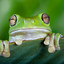 the_green_frog