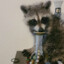 racoon wit bong