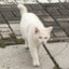 胖猫
