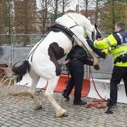 SyringeFullOfSemen