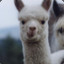 Alpaca