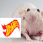 Mestre Rato Wilson I