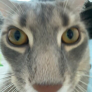 СЕРЫЙ ПИПИНДРОН