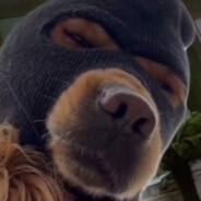 paw1no