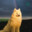 Goldnwolf