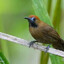 Fluffy-backed Tit-Babbler