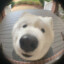 Ginga