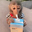 monkey drinking milk