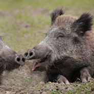 WILD BOAR
