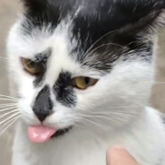 Deaf cat