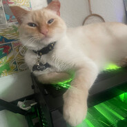 Player avatar