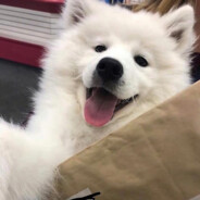 Crisp今天骂人了嘛