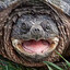 Bumhole Bill