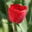 TulipaN